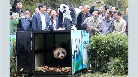 Giant Pandas No Longer Endangered China Says Story Kids News