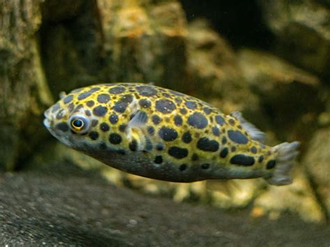 Leopard Puffer Fish Care Dichotomyctere Nigroviridis Fish Laboratory