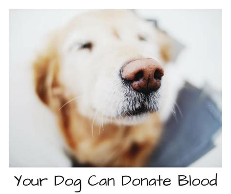 Shilpa Uppalapati Your Dog Can Donate Blood Too Give