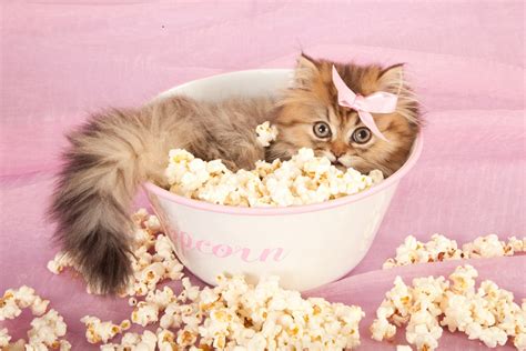 It was served popcorn has a lot of additives that are very bad for cats. Can Cats Eat Popcorn 2021 OK Safe or Bad for Kittens to ...