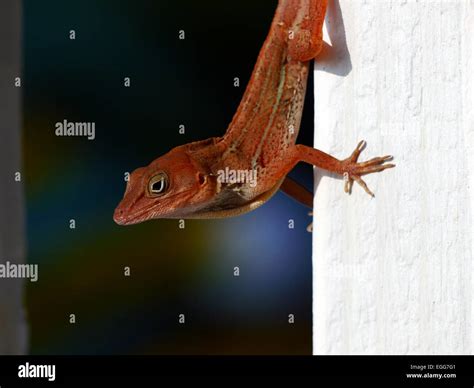 Red Head Lizard Hi Res Stock Photography And Images Alamy