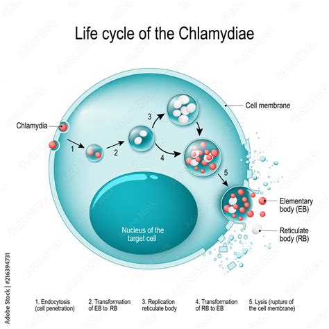 Chlamydia Life Cycle Bacteria Sexually Transmitted Disease And