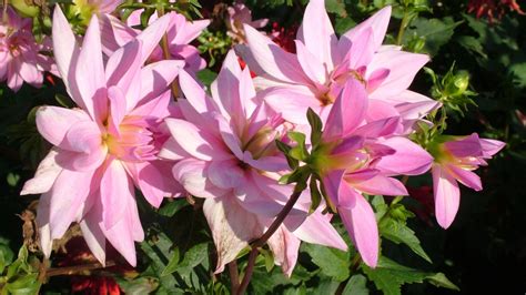 2560x1440 Resolution Dahlias Flowers Flowerbed 1440p Resolution