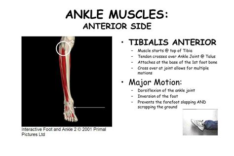 Ppt Ankle Anatomy Powerpoint Presentation Free Download Id30309