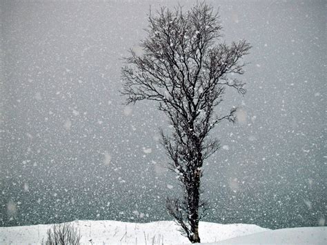 Picture Of Snow Falling And A Lonely Tree In Northern Norway Photos