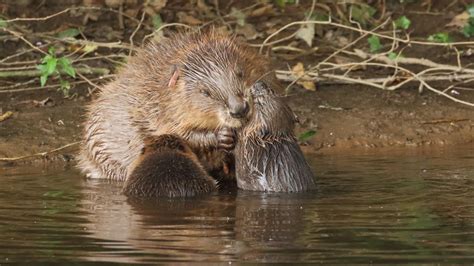 Beaver Fever Proves Giant Rodents Are Not A Dam Nuisance News The Times