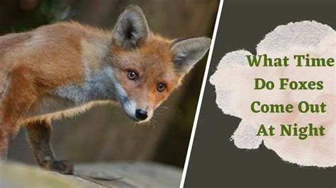 What Time Do Foxes Come Out At Night A Comprehensive Guide Animalia