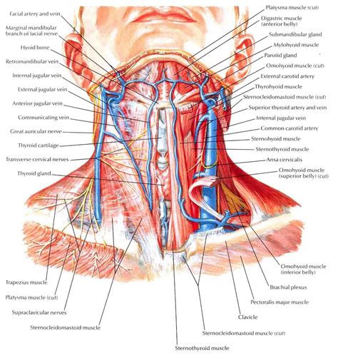 A striated muscle is a muscle composed of thousands of units known as sarcomeres. medical anatomy of a female neck - Google Search | Throat ...