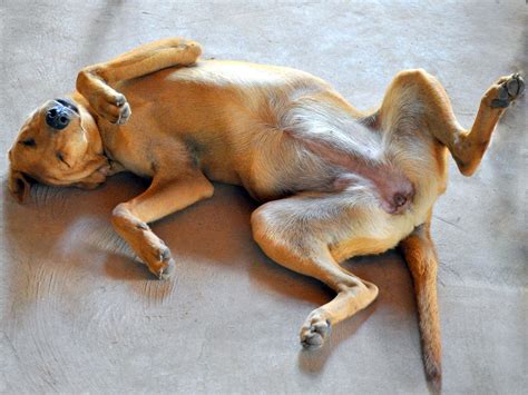 36 Dogs That Are Just Too Pooched To Even Care Viralscape