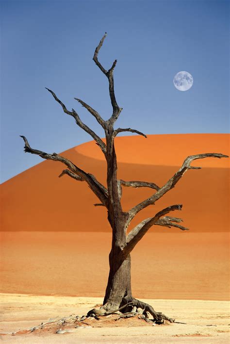 Dead Tree Red Dune Desert Sossusvlei Namibia Desert Canyon