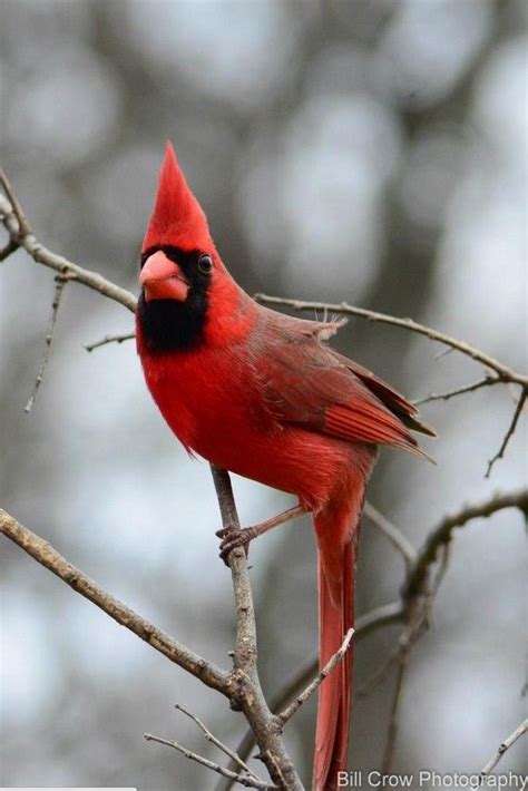 Male Northern Cardinal By Billy Crow You Dont See Many Cardinals On