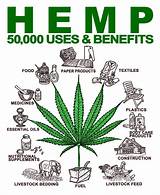 Hemp Vs Marijuana Pictures