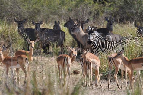 Wildlife Safaris In Zambia Expert Africa