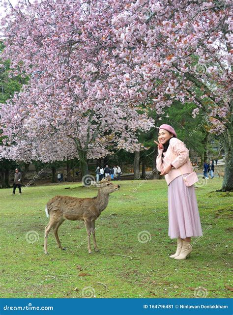 Deer At Nara Park Japan In The Cherry Blossom Editorial Photo Image Of Peaceful Japan 164796481