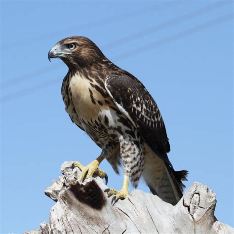 Red Tailed Hawk — Birds Of Prey Foundation Broomfield Colorado