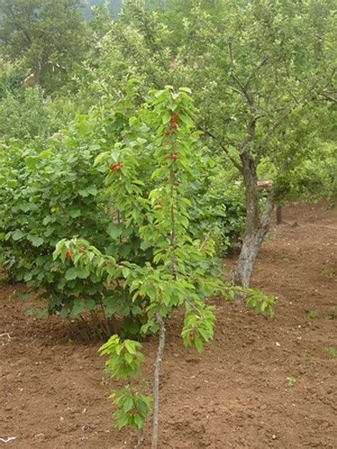 How To Grow Fruit Trees From A Branch Hunker Growing Fruit Trees