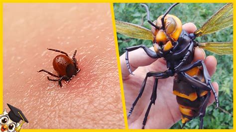 Les 10 Insectes Les Plus Dangereux Du Monde Youtube