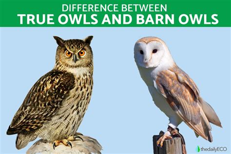 Difference Between True Owls And Barn Owls Main Characteristics And