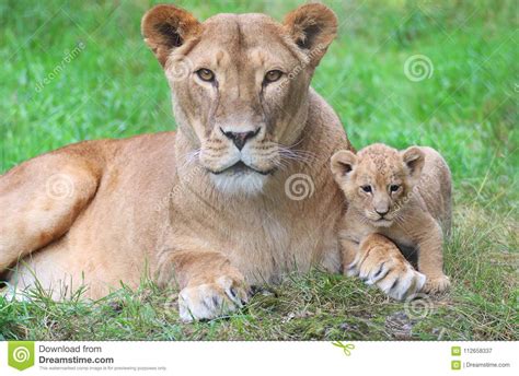 Lioness And Her Cub Stock Image Image Of Small Africa 112658337