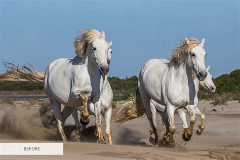 25 Horse Photography Tips Take Great Equine Photography