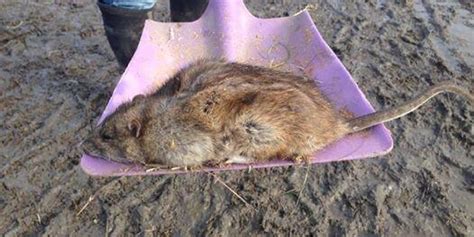 Giant Rat Pictured In Gravesend Amid Fears Mutant Rodents Are