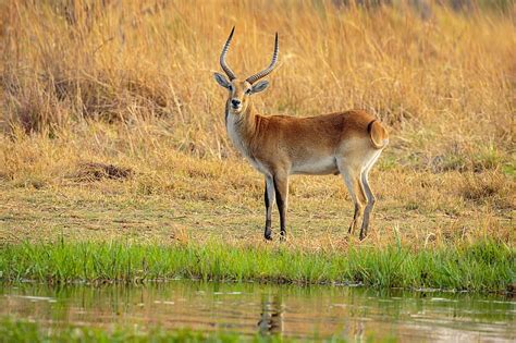 Animal Antelope Wildlife Hd Wallpaper Peakpx