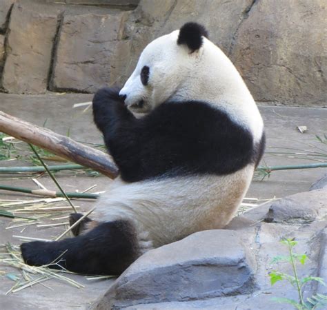 Why Giant Pandas Evolved To Be Black And White According To Science How They Feed Protect