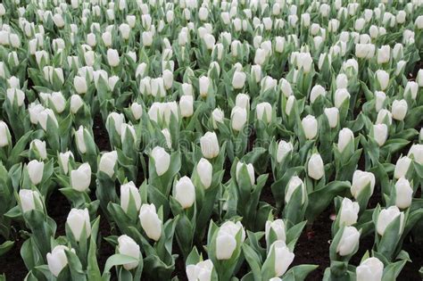 The White Tulip Field At Flower Show Stock Photo Image Of Field