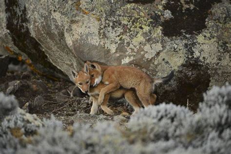 Fascinating Animal Photographs By Vincent Munier Coyote Pup Animals