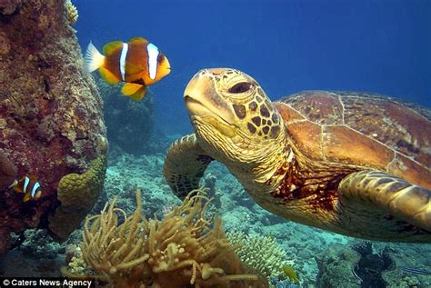 Turtle Y Awesome Dude Underwater Show Alls Well Under Water With A