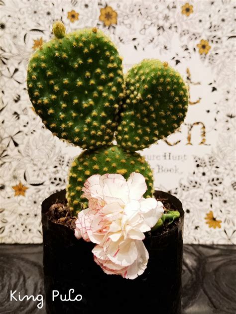King Pulo Fun Fact💡 Did You Know That The Famous Mickey Mouse Cactus