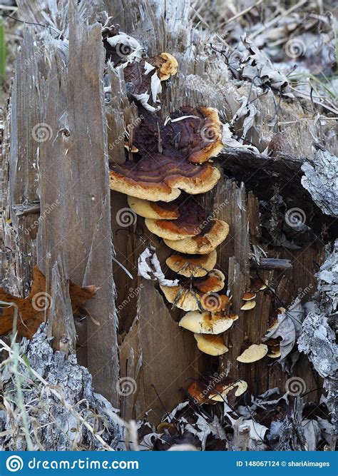 Mushrooms Growing On A Stump Stock Photo Image Of Natural Group