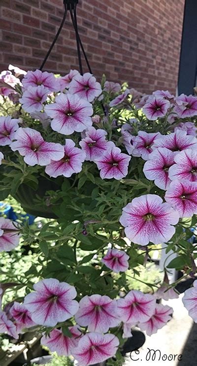 Petunia Care Easy Steps To Grow Petunias From Seeds To Flowers