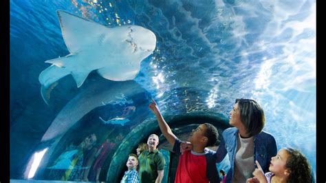 Newport Aquarium Celebrates 20th Anniversary With New Exhibit Free