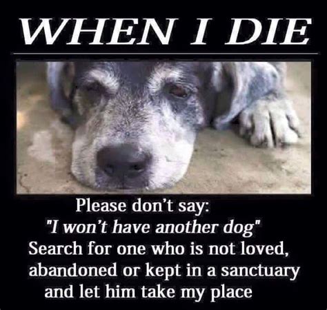Please Dont Say I Wont Get Another Dog Dog Quotes Dog Adoption