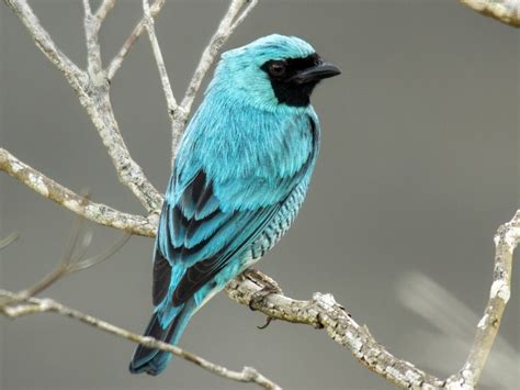 This Blue Bird With A Black Mask Looks Like This Hitman Is The