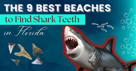 the 9 best beaches to find shark teeth in florida
