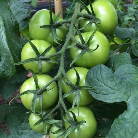 Solanum Lycopersicum Shirley Tomato Shirley In Gardentags Plant