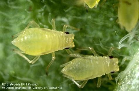 Green Peach Aphids Transmits Viruses In Pepper Including Pepper