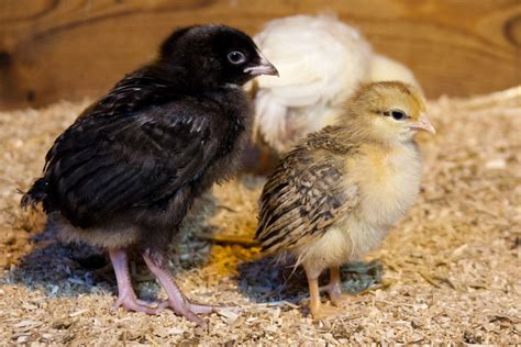 Small Chicks Free Stock Photo - Public Domain Pictures