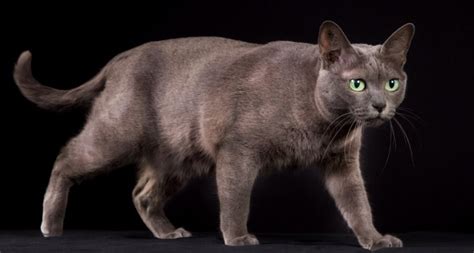 Short Haired Cat Breeds Ultimate Guide To Everything