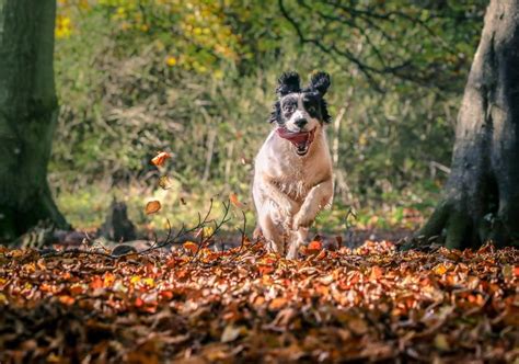 10 Top Tips For Photographing Running Dogs Photocrowd Photography