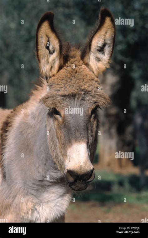 Domestic Donkey Equus Asinus F Asinus Portrait Of A Foal Stock