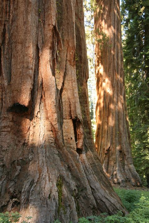Giant Redwood Trees In Yosemite Free Stock Photo - Public Domain Pictures