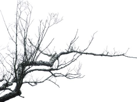 Branch Png Clipart Png All Png All