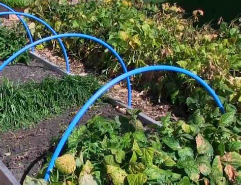 Cheap And Easy Diy Row Covers To Protect Your Garden