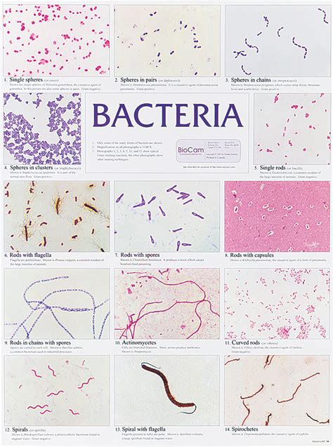 Bacterial Morphology Chart Flinn Scientific