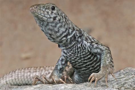 The 4 Types Of Lizards Found In Montana Id Guide Bird Watching Hq