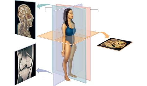 Body Sections Label Diagram Quizlet