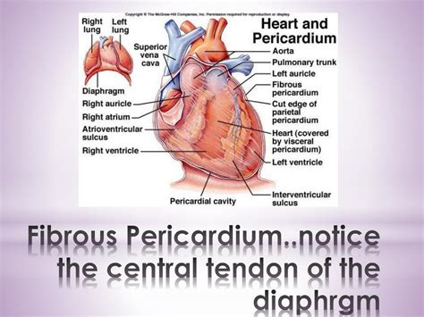 Ppt Pericardium And External Features Of The Heart Powerpoint